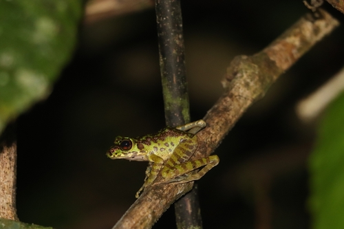 Sumaterana crassiovis