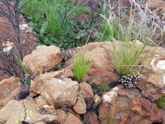 Crassula setulosa setulosa