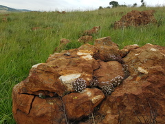 Crassula setulosa setulosa