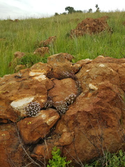 Crassula setulosa setulosa