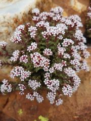 Crassula setulosa setulosa