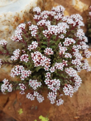 Crassula setulosa setulosa