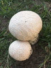 Calvatia