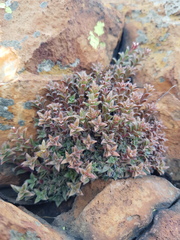 Crassula setulosa setulosa