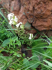 Streptocarpus vandeleurii