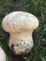 Calvatia
