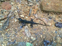 Lyriocephalus scutatus