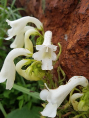 Streptocarpus vandeleurii