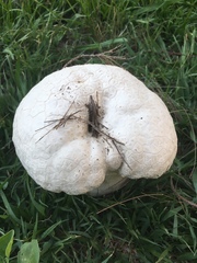 Calvatia