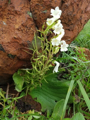 Streptocarpus vandeleurii