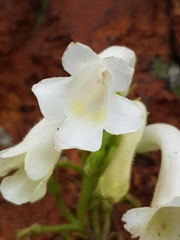 Streptocarpus vandeleurii