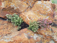 Crassula setulosa setulosa