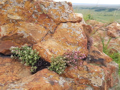 Crassula setulosa setulosa