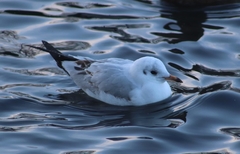 Chroicocephalus ridibundus