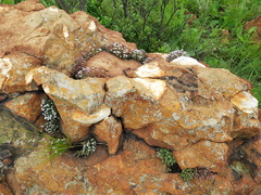 Crassula setulosa setulosa