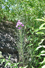 Vernonanthura nudiflora