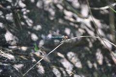 Argia joergenseni