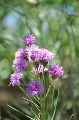 Vernonanthura nudiflora