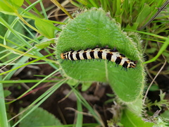Catacroptera cloanthe