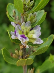 Psoralea polysticta