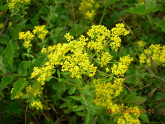 Odontarrhena muralis