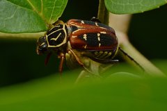 Paratrichius nomurai