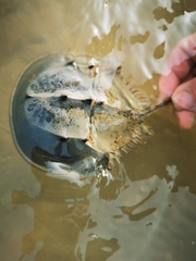 Tachypleus tridentatus