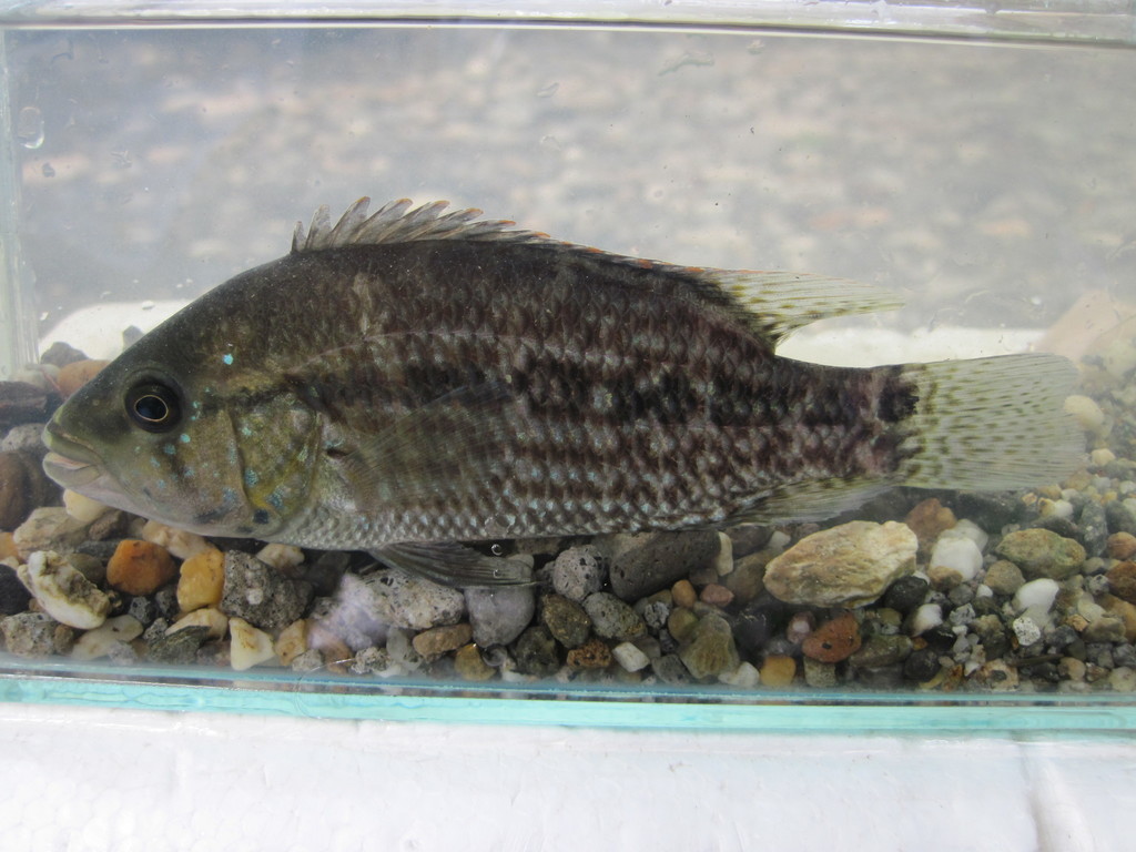 Turquiose Cichlid
