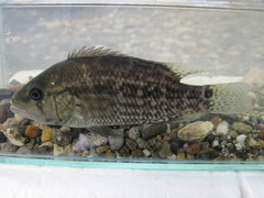 Turquiose Cichlid photo 1