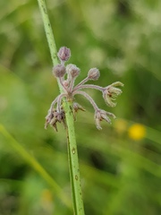 Aspidoglossum interruptum