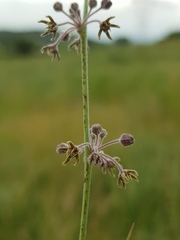 Aspidoglossum interruptum