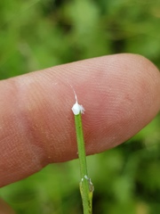 Aspidoglossum interruptum