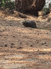 Nyctereutes procyonoides