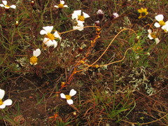 Cuscuta chinensis applanata