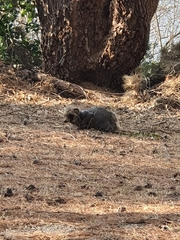 Nyctereutes procyonoides