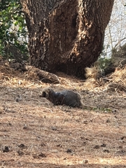 Nyctereutes procyonoides