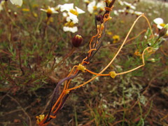 Cuscuta chinensis applanata