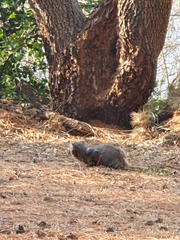 Nyctereutes procyonoides