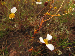Cuscuta chinensis applanata