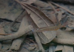 Aplocheilus lineatus