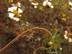 Cuscuta chinensis applanata