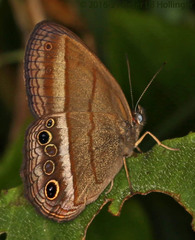 Yphthimoides maepius