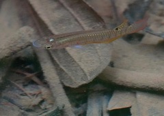 Aplocheilus lineatus