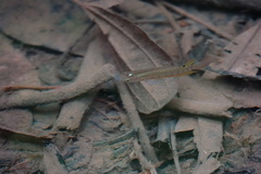 Aplocheilus lineatus