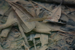 Aplocheilus lineatus