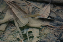 Aplocheilus lineatus