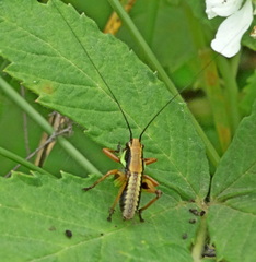 Eupholidoptera