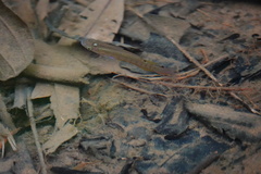 Aplocheilus lineatus