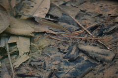 Aplocheilus lineatus