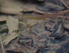 Aplocheilus lineatus